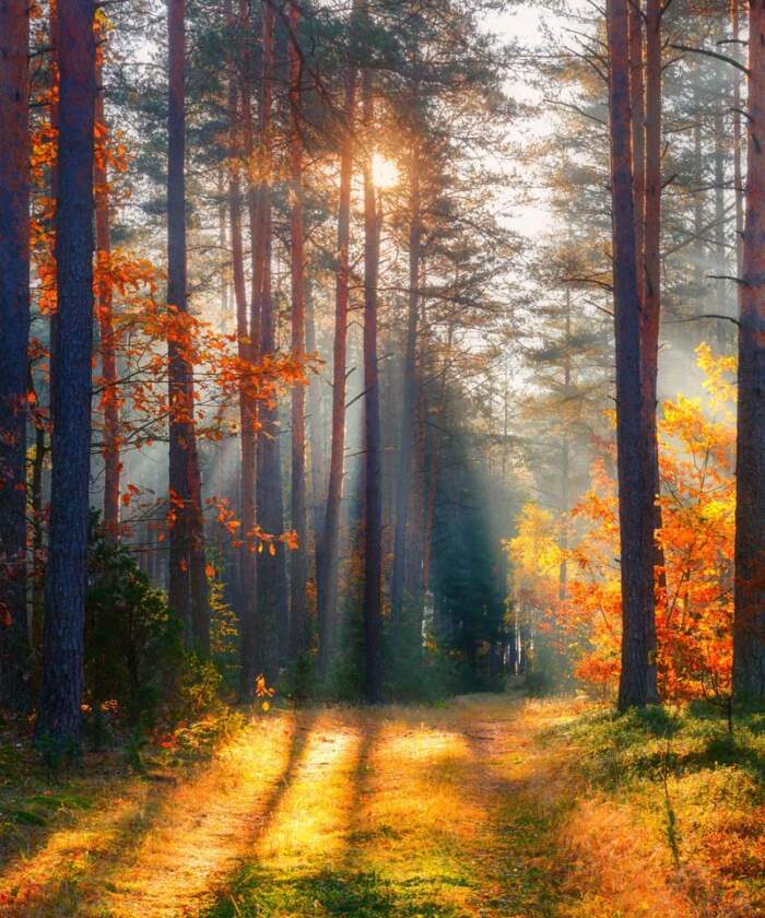 Harvia Nova LUX Scenic Film Autumn